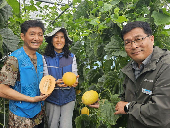 [해남=뉴시스]계곡면 임준효 농가의 하미 멜론 수확. (사진=해남군 제공) 2025.07.14. photo@newsis.com *재판매 및 DB 금지