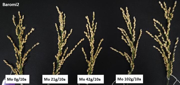 고온다습한 날씨로 수확 전 싹이 트는 '수발아' 피해가 늘고 있는 가운데, 농촌진흥청이 이를 줄일 수 있는 몰리브덴(Mo) 함유 비료 기술을 개발해 내년부터 전국에 확대 보급할 계획이라고 14일 밝혔다. (사진 = 농진청 제공) 2025.07.14. *재판매 및 DB 금지