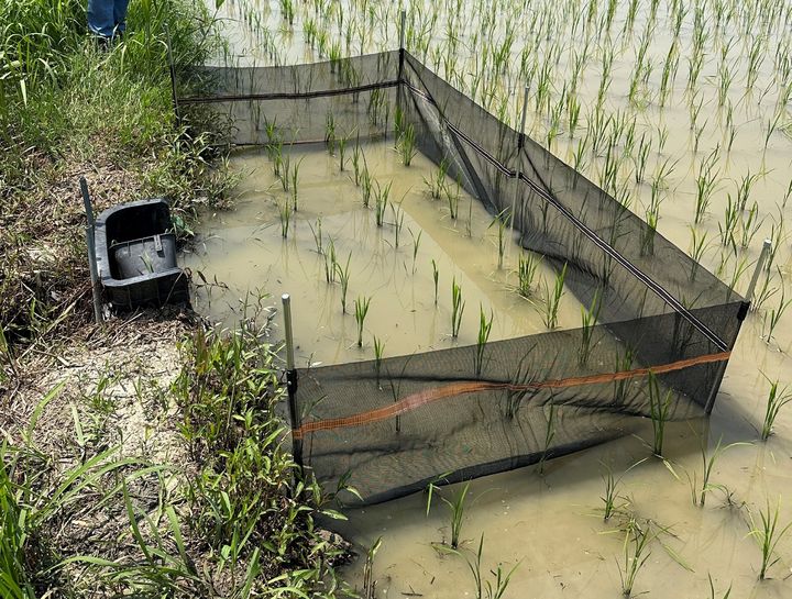 농촌진흥청이 벼농사에서 활용되는 왕우렁이의 농경지 외부 유출을 막기 위해 철저한 월별 관리와 수거를 당부했다. 사진은 배수구에 차단망을 설치한 모습. (사진 = 농진청 제공) 2025.07.14. *재판매 및 DB 금지
