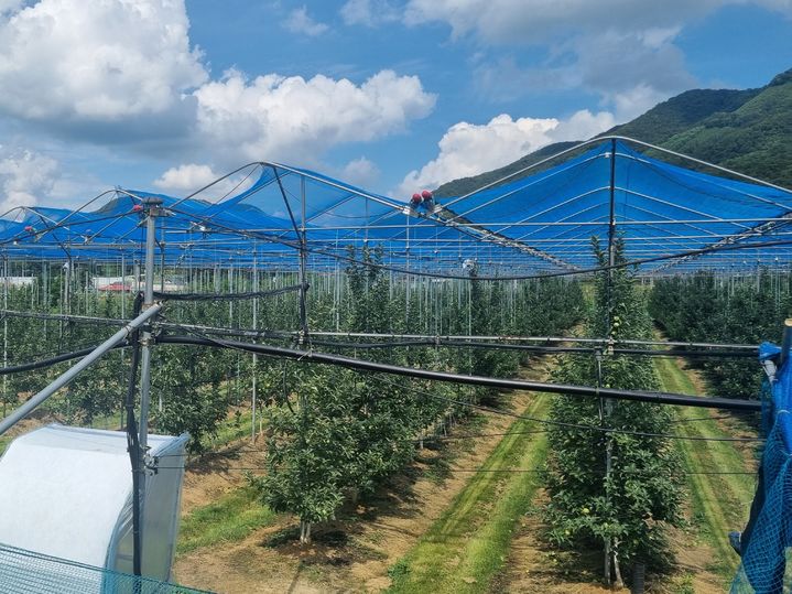사과 햇빛 차단망(사진=옥천군 제공) *재판매 및 DB 금지