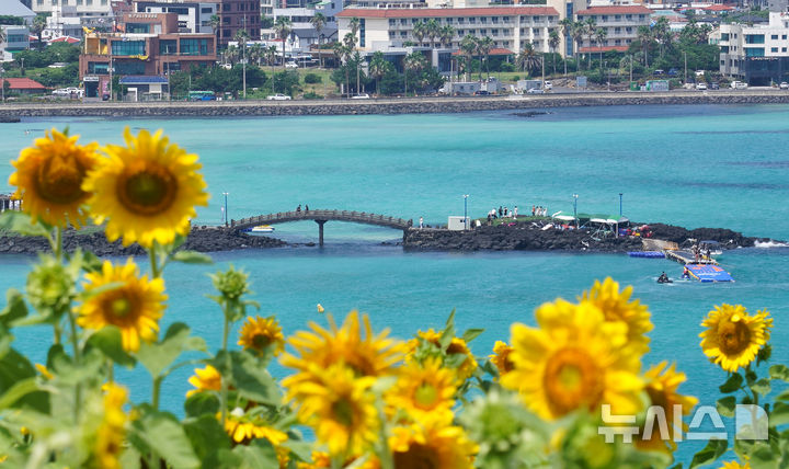 [제주=뉴시스] 우장호 기자 = 비구름대가 소강상태를 보인 14일 오전 제주시 조천읍 함덕리 서우봉에 해바라기가 활짝 펴 시선을 사로 잡고 있다. 2025.07.14. woo1223@newsis.com