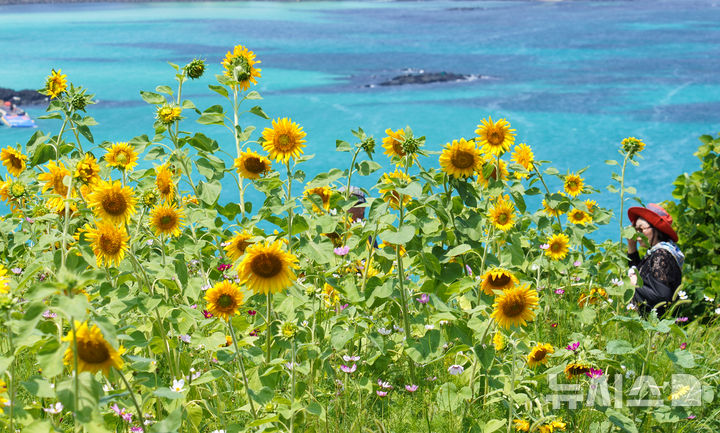 [제주=뉴시스] 우장호 기자 = 비구름대가 소강상태를 보인 14일 오전 제주시 조천읍 함덕리 서우봉에 해바라기가 활짝 펴 시선을 사로 잡고 있다. 2025.07.14. woo1223@newsis.com