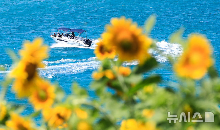 [제주=뉴시스] 우장호 기자 = 비구름대가 소강상태를 보인 14일 오전 제주시 조천읍 함덕리 서우봉에 해바라기가 활짝 펴 시선을 사로 잡고 있다. 2025.07.14. woo1223@newsis.com