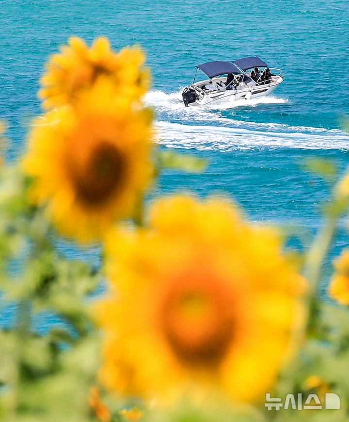 [제주=뉴시스] 우장호 기자 = 비구름대가 소강상태를 보인 14일 오전 제주시 조천읍 함덕리 서우봉에 해바라기가 활짝 펴 시선을 사로 잡고 있다. 2025.07.14. woo1223@newsis.com