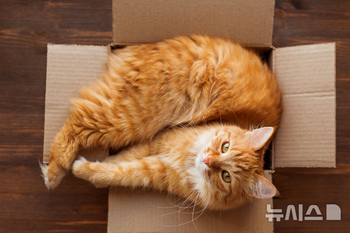 [뉴시스] 기사의 이해를 돕기 위한 이미지. (사진=유토이미지)