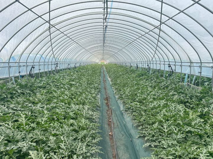 [안동=뉴시스] 수박-포복 재배. (사진=경북도 제공) 2025.07.15. photo@newsis.com *재판매 및 DB 금지