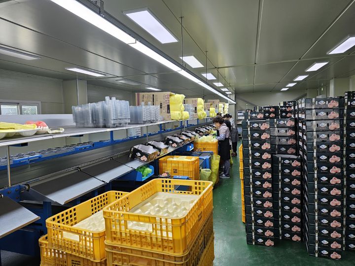 충주 하늘작 복숭아 선별작업 *재판매 및 DB 금지