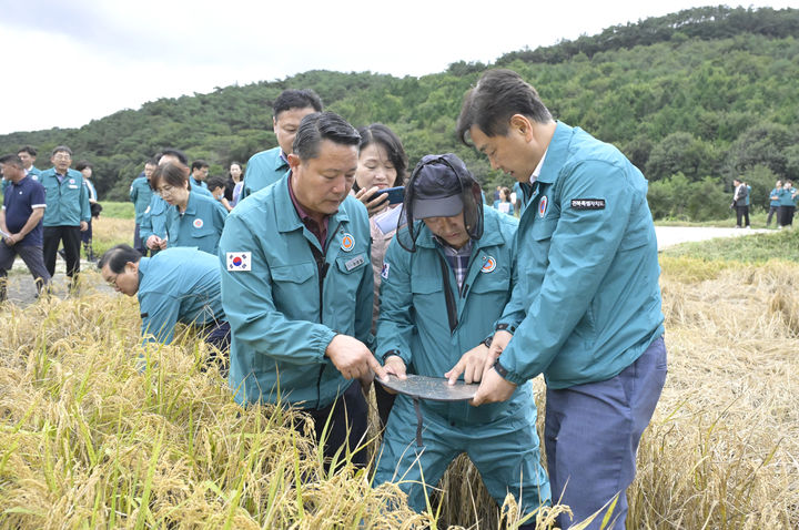 [순창=뉴시스] 수확기 순창들녘에 벼멸구 피해가 확산됐던 지난해 9월, 최영일 순창군수(앞 왼쪽)와 김관영 도지사(앞 오른쪽)가 벼멸구 피해상황을 살피고 있다. *재판매 및 DB 금지