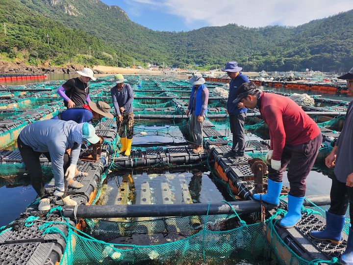 [신안=뉴시스]흑산면 전복 가두리양식장 예찰활동. (사진=신안군 제공) 2025.07.15. photo@newsis.com *재판매 및 DB 금지