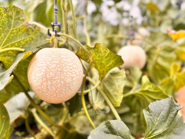 [인제=뉴시스] 15일 인제군(군수 최상기)은 인제를 대표하는 여름철 농특산물인 “꿀찬멜론”이 오는 7월부터 9월말까지 본격 출하된다 고 밝혔다. 인제군 제공. *재판매 및 DB 금지