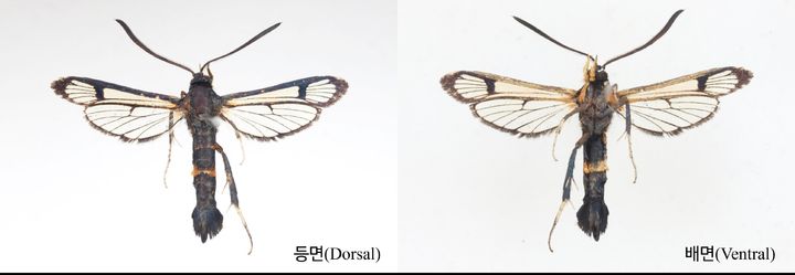 [무안=뉴시스] 유리나방 신종 남도멋쟁이유리나방. (사진 제공 = 전남산림연구원). 2025.07.15. photo@newsis.com *재판매 및 DB 금지
