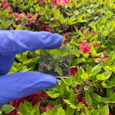 투명한 자외선 센서 이미지. (사진=한양대 제공) *재판매 및 DB 금지