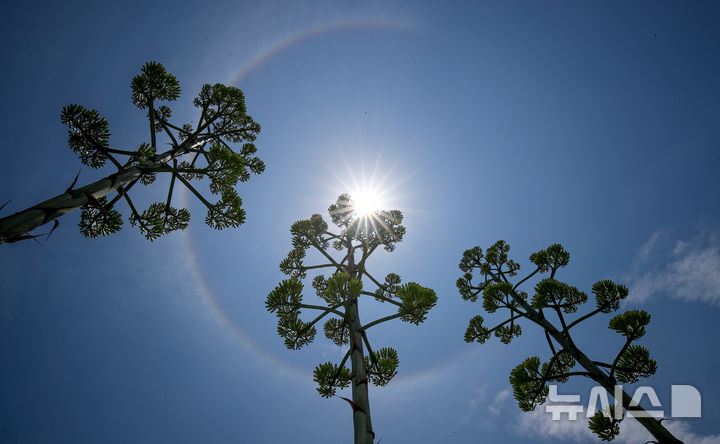[제주=뉴시스] 우장호 기자 = 다시 무더위가 찾아온 15일 오후 제주시 용담해안도로변의 한 카페 정원에 '100년에 한 번 꽃을 피운다'는 용설란(龍舌蘭)이 뜨거운 태양 아래서 개화 직전으로 자라나 시선을 사로잡고 있다.&nbsp; 용설란은 잎의 모양이 용의 혀를 닮았다 하여 붙여진 이름으로 멕시코 원산으로 주로 사막지역에 자생한다. 주로 관상용이나 잎은 약용하기도 하며, 제주에서는 과수원 둘레나 텃밭·집 주위에서 흔히 볼 수 있다. 2025.07.15. woo1223@newsis.com