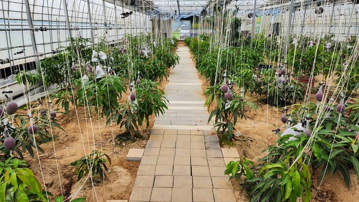 [청주=뉴시스] 충북 청주시 서원구 분평동 애플망고 재배농가. photo@newsis.com *재판매 및 DB 금지