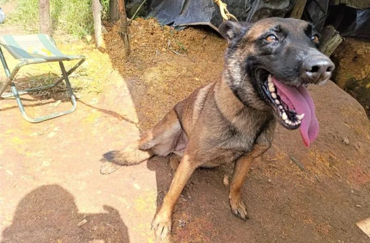 [서울=뉴시스] 콜롬비아 육군의 군견 '산손'이 반군이 설치한 폭발물을 탐지하는 임무를 수행하다 다리를 잃었지만 수십 명의 생명을 구해냈다. (사진 = 엑스 캡처) 2025.07.16. *재판매 및 DB 금지