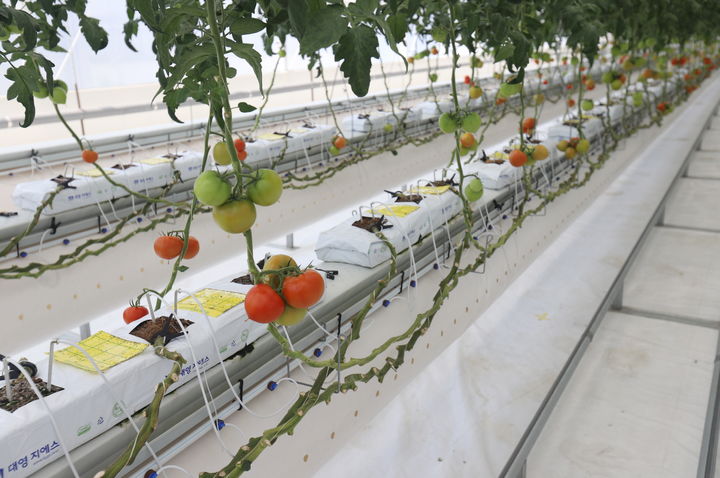 [대전=뉴시스] 온실 3중 열병합발전 시스템의 스마트팜 작물 실증 모습.(사진=기계연구원 제공) *재판매 및 DB 금지