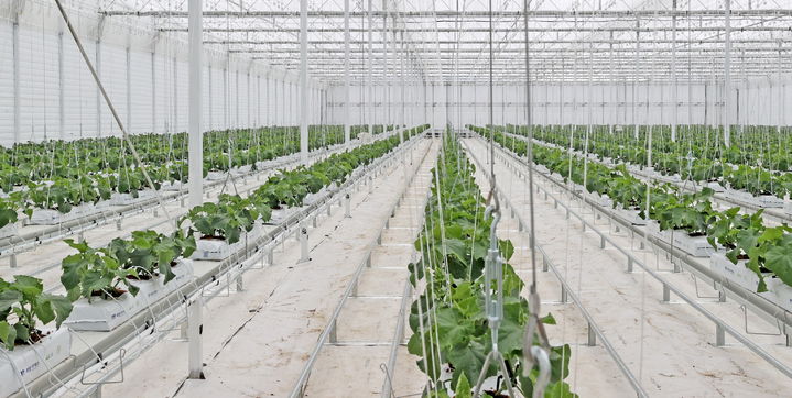 [임실=뉴시스] 임실지역 시설원예하우스. *재판매 및 DB 금지