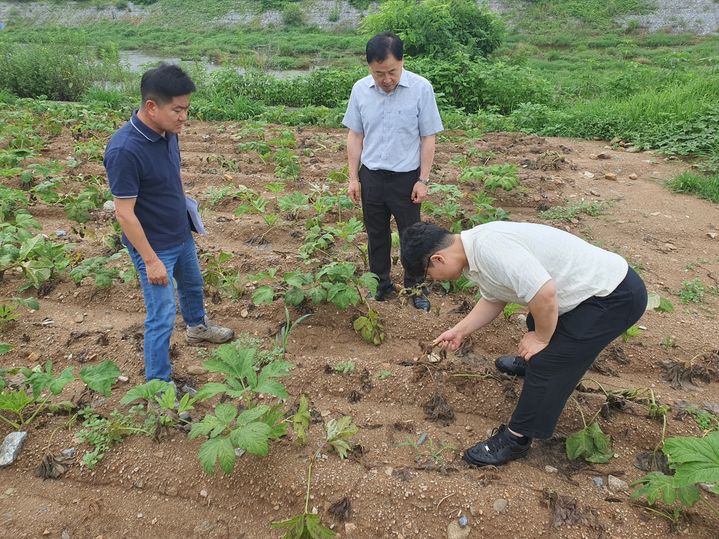 [세종=뉴시스] 농촌진흥청은 16일 충북 제천시 송학약초영농조합을 찾아 고온기 약용작물 기상재해 대응 기술지원을 실시했다고 밝혔다. (사진=농진청 제공) 2025.07.16. photo@newsis.com *재판매 및 DB 금지