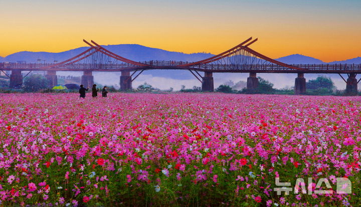 [포항=뉴시스] 포항문화재단은 지역 작가를 조망하는 첫 전시 '포커스:P' 기획전으로 이성국 사진전 '곡강천의 숨'을 22~31일 포항시립중앙아트홀에서 전시한다. 이성국 작가의 '코스모스 핀 곡강천'. (사진=포항문화재단 제공) 2025.07.16. photo@newsis.com