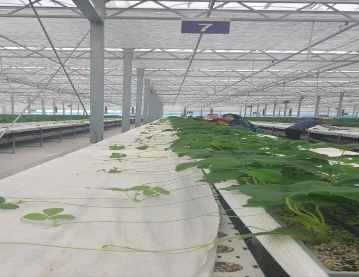 [논산=뉴시스] 충남 논산시가 고품질 우량 딸기묘 공급을 위해 하반기 딸기육묘장 집중 관리에 들어간다. (사진=논산시 제공) 2025.07.16. photo@newsis.com&nbsp; *재판매 및 DB 금지