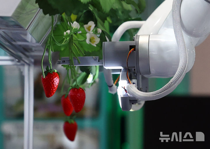 [서울=뉴시스] 박주성 기자 = 16일 서울 강남구 코엑스에서 열린 '제3회 농식품테크 스타트업 창업박람회'에서 로봇팔이 딸기를 따고 있다. 2025.07.16. park7691@newsis.com