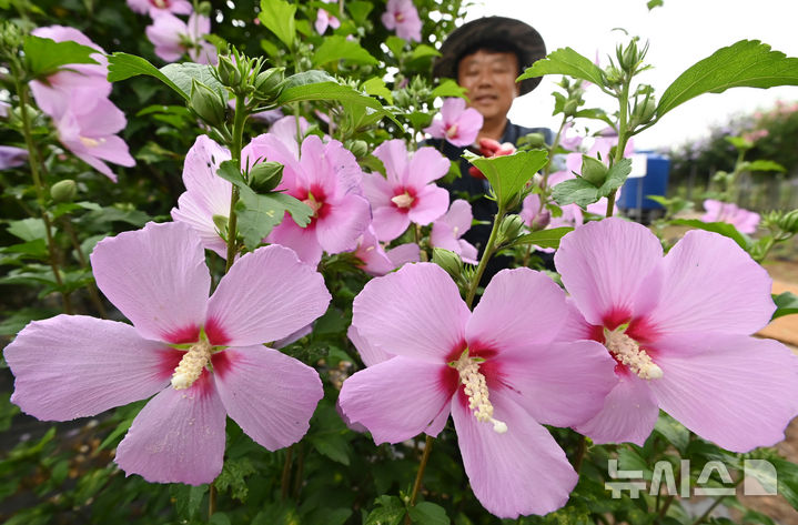 [수원=뉴시스] 김종택 기자 = 제헌절을 하루 앞둔 16일 경기 수원시 권선구 수원무궁화원에서 관계자들이 무궁화를 관리하고 있다. 수원 무궁화원에는 약 250여종의 무궁화가 보존 및 재배되고 있다. 2025.07.16. jtk@newsis.com