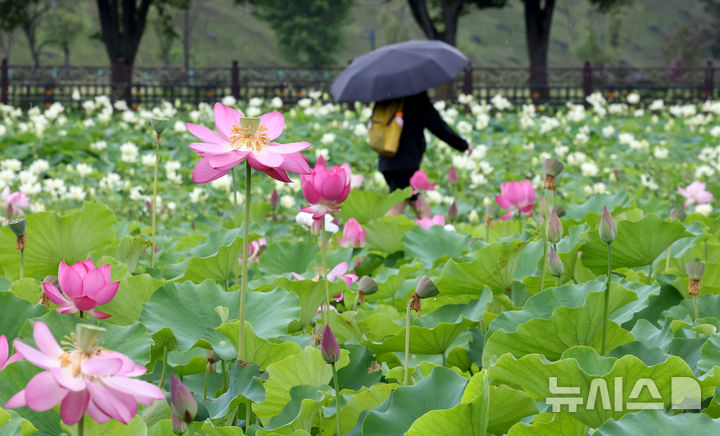 [경주=뉴시스] 이무열 기자 = 비가 내리다 그치기를 반복한 16일 경북 경주 동궁과 월지 연꽃단지를 찾은 한 관광객이 연꽃향을 맡으며 우중 산책을 즐기고 있다. 2025.07.16. lmy@newsis.com