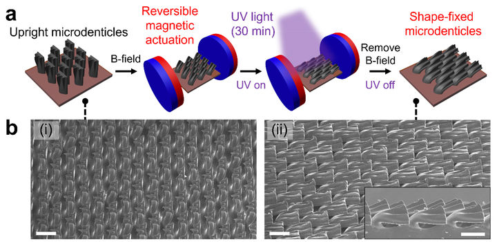 [부산=뉴시스] 부산대학교는 응용화학공학부 김채빈 교수 연구팀이 한양대 유기나노공학과 위정재 교수, 동의대 화학공학과 정소담 교수 연구팀 등과의 공동연구로 자기장과 빛을 이용해 정밀하게 제어할 수 있는 상어 피부 모사 마이크로 구조체 개발에 성공했다고 17일 밝혔다. (사진=부산대 제공) 2025.07.17. photo@newsis.com&nbsp;&nbsp; *재판매 및 DB 금지