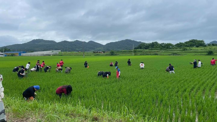 [무안=뉴시스] 왕우렁이 수거 자료 사진. (자료사진 제공 = 전남도). 2025.07.17. photo@newsis.com *재판매 및 DB 금지