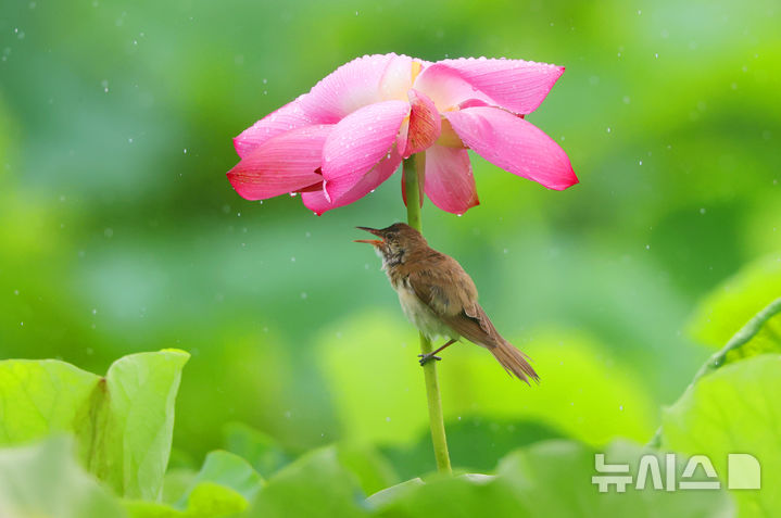 [창원=뉴시스] 여름 철새 개개비가 지난 16일 경남 창원시 의창구 동읍 주남저수지의 연꽃 아래에서 폭우를 피하고 있다.(사진=최종수 경남도 주무관 제공)2023.07.17. photo@newsis.com