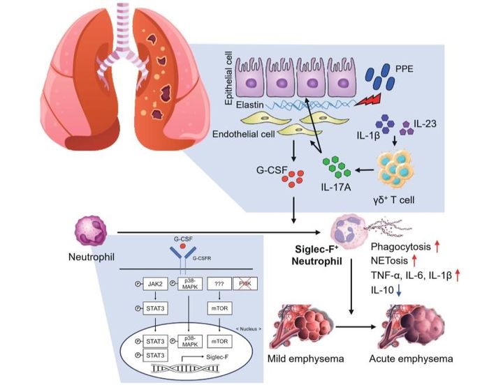 인터류킨-17A-G-CSF 축에 의한 병원성 Siglec-F+ 호중구의 분화 기전. (사진=성균관대 제공) *재판매 및 DB 금지