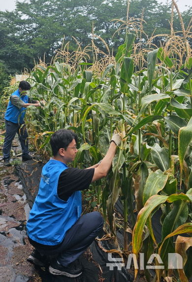 [서울=뉴시스] 쌍용C&E 동해 공장 직원들이 농가에서 직접 옥수수를 수확하는 모습. (사진=쌍용C&E 제공)