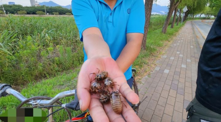 [서울=뉴시스] 부산 사상구 삼락생태공원에서 매미 유충을 식용 목적으로 채집하는 외국인들이 늘어 생태계 훼손 논란이 일고 있다. (사진 = 부산일보) 2025.07.17. *재판매 및 DB 금지