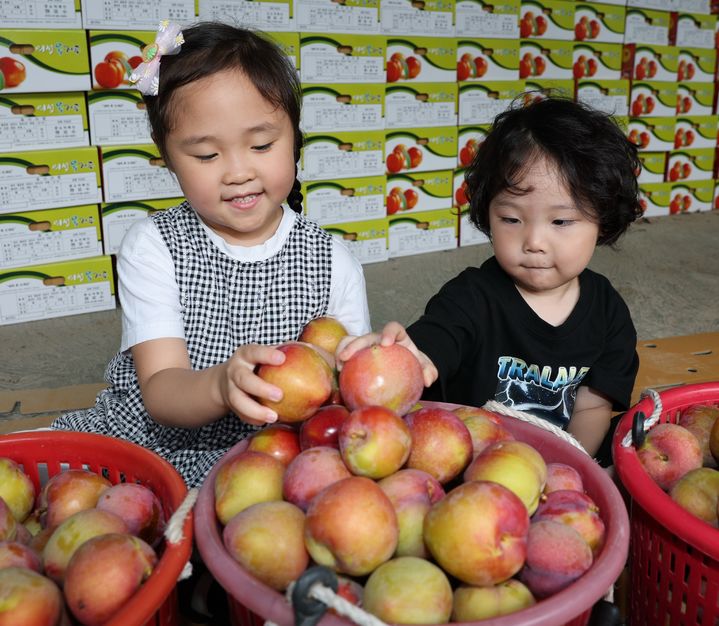  [의성=뉴시스] 의성 자두. (사진=의성군 제공) 2025.07.17. photo@newsis.com *재판매 및 DB 금지