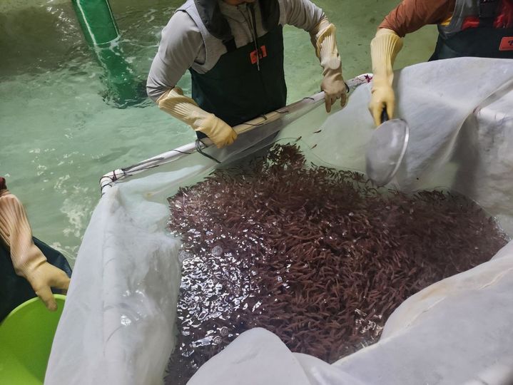 경남도수산자원연구소, 고수온 대응 품종인 벤자리, 가두리 양식장 분양 준비.(사진=경남도수산자원연구소 제공) 2025.07.17. *재판매 및 DB 금지
