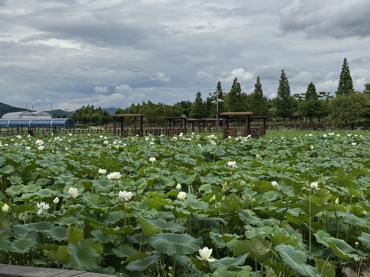 [고성(경남)=뉴시스] 신정철 기자= 경남 고성군 고성읍 송학리 일원에 소재한 고성생태학습관 부지 내 연꽃공원에 예년보다 빨리 연꽃이 활짝 피어 방문객들의 눈길을 사로잡고 있다. 사진은 다양한 연꽃과 수생식물이 조화를 이루며 여름철 대표적인 힐링 명소로 자리매김하고 있는 연꽃공원 전경.(사진=고성군 제공).2025.07.17. photo@newsis.com *재판매 및 DB 금지