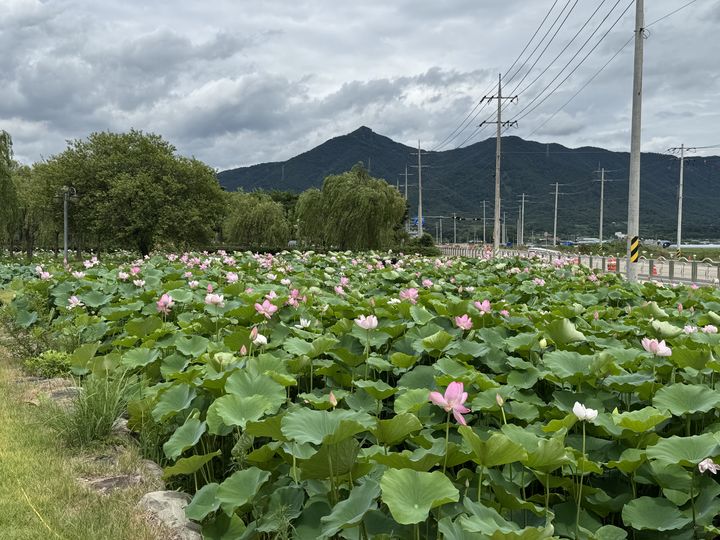 [고성(경남)=뉴시스] 신정철 기자= 경남 고성군 고성읍 송학리 일원에 소재한 고성생태학습관 부지 내 연꽃공원에 예년보다 빨리 연꽃이 활짝 피어 방문객들의 눈길을 사로잡고 있다. 사진은 다양한 연꽃과 수생식물이 조화를 이루며 여름철 대표적인 힐링 명소로 자리매김하고 있는 연꽃공원 전경.(사진=고성군 제공).2025.07.17. photo@newsis.com *재판매 및 DB 금지