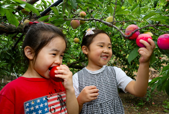  [의성=뉴시스] 의성 자두. (사진=뉴시스 DB). photo@newsis.com *재판매 및 DB 금지