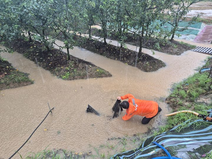 [나주=뉴시스] 기록적인 폭우가 쏟아진 17일 오후 전남 나주시 토계동 한 과수원이 물에 잠겨 소방 당국이 배수 지원 작업을 하고 있다. (사진=전남소방 제공) 2025.07.17. photo@newsis.com *재판매 및 DB 금지