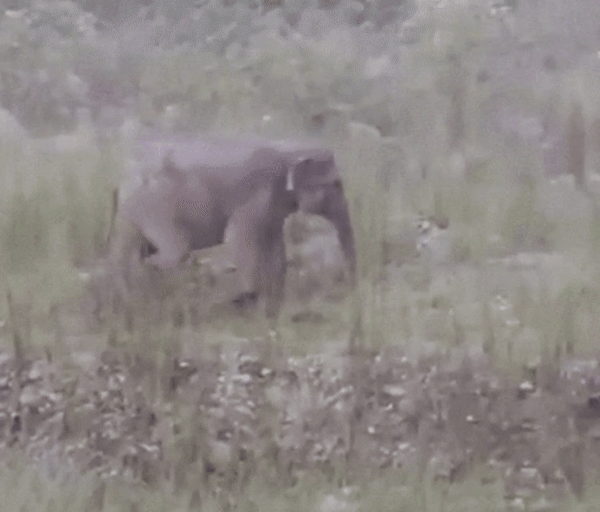 [서울=뉴시스] 어미와 새끼 코끼리가 함께 숲속으로 돌아가는 모습. (사진 = 엑스 갈무리) 2025.07.17. *재판매 및 DB 금지