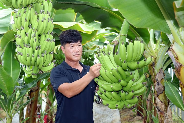 [정읍=뉴시스] 정읍 정우면에서 비닐하우스 바나나 재배에 성공한 박정현 씨. *재판매 및 DB 금지