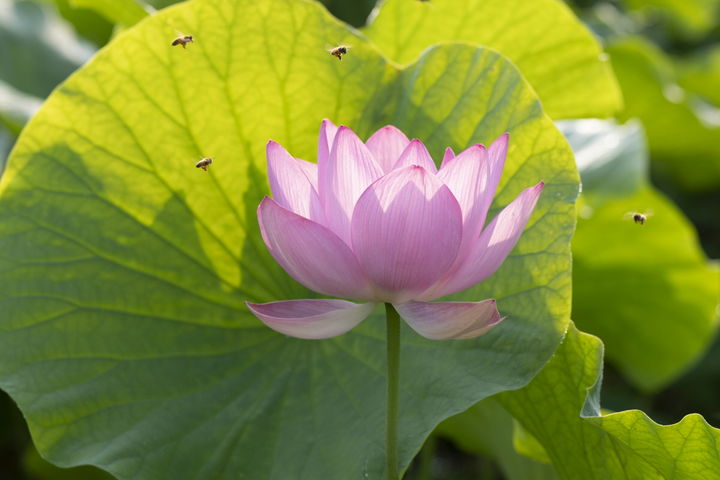 [함안=뉴시스] 윤순영 이사장이 촬영한 '아라홍련'.(사진=윤순영 제공) 2025.07.17.photo@newsis.com *재판매 및 DB 금지
