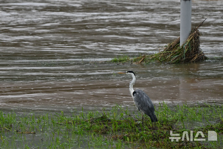 [광주=뉴시스] 박기웅 기자 = 호우경보가 내려진 17일 오후 광주 서구 유촌동 유촌2교 인근에서 왜가리 한 마리가 수위가 높아진 광주천을 바라보고 있다. 2025.07.17. pboxer@newsis.com