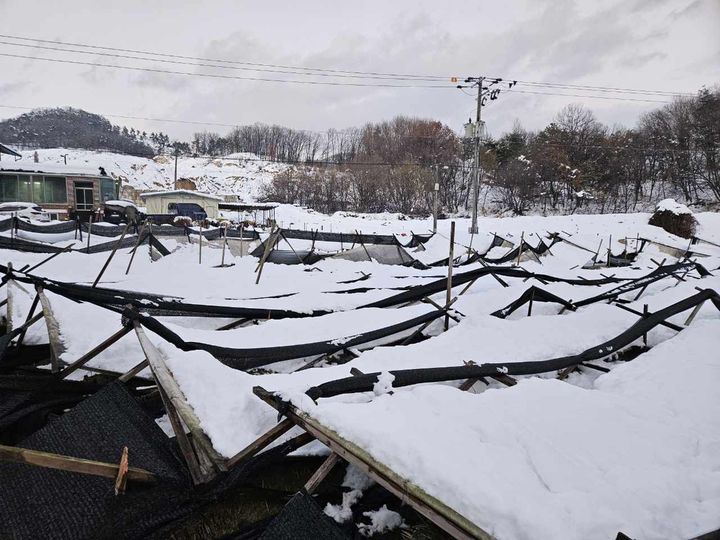 [수원=뉴시스] 지난해 폭설 피해 친환경농가. (사진=경기도 제공) 2025.07.18. photo@newsis.com *재판매 및 DB 금지