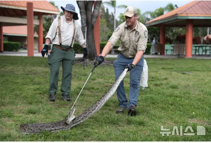 [서울=뉴시스] 미국 플로리다주 에버글레이즈에서 생태계 보호를 위해 포상금이 걸린 비단뱀 사냥대회를 진행한다. 사진은 비단뱀 잡기 시연 모습. 2025.07.14.(사진=피플)