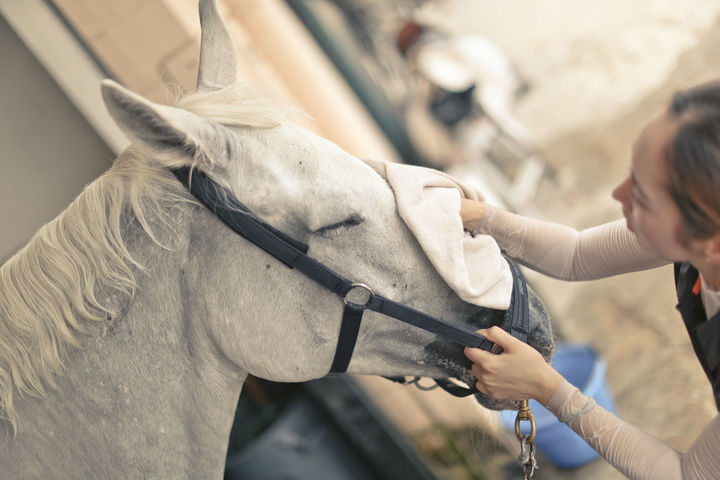 [서울=뉴시스] 농림축산식품부·한국마사회, 18일 '말 보호 모니터링센터' 개설. (사진=한국마사회 제공)