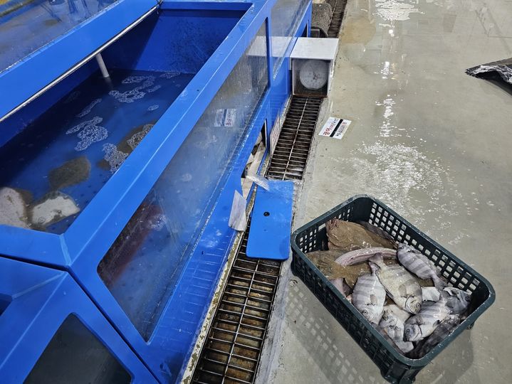 [당진=뉴시스] 김덕진 기자=18일 오전 충남 당진전통시장 어시장 건물 1층 한 횟집 앞 수족관에서 건져 올린 죽은 물고기들. 2025.07.18. spark@newsis.com *재판매 및 DB 금지