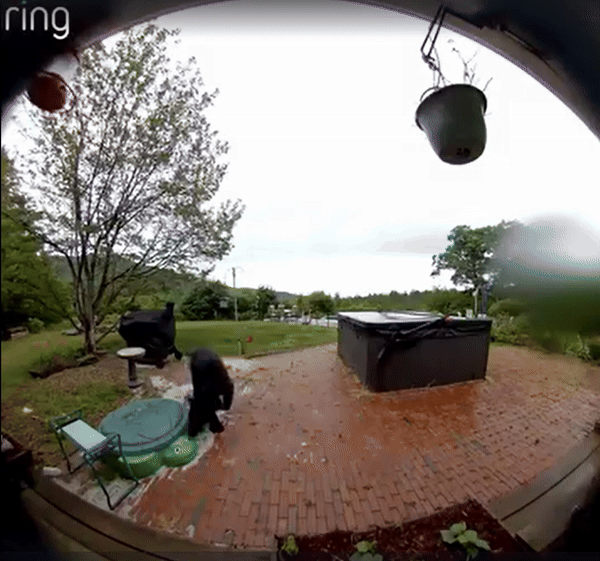 [뉴시스] 미국 뉴햄프셔주 주민이 공개한 초인종 누르는 흑곰의 모습. 2025.07.16.(사진=뉴욕포스트) *재판매 및 DB 금지 *재판매 및 DB 금지