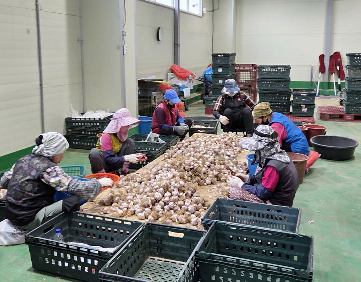 [태안=뉴시스] 태안군농업조합공동법인 작업자들이 지난 6월16일 법인 작업장에서 마늘 출하를 위한 선별 작업을 하고 있다. (사진=태안군 제공) 2025.07.18. photo@newsis.com *재판매 및 DB 금지