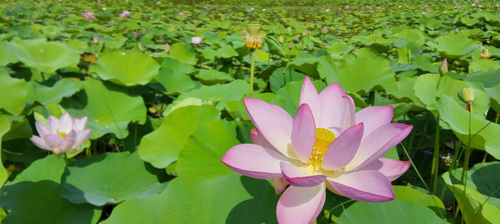 [순천=뉴시스] 순천 큰고니 복원습지에 핀 홍련. (사진=순천시 제공) 2025.07.18. photo@newsis.com   *재판매 및 DB 금지
